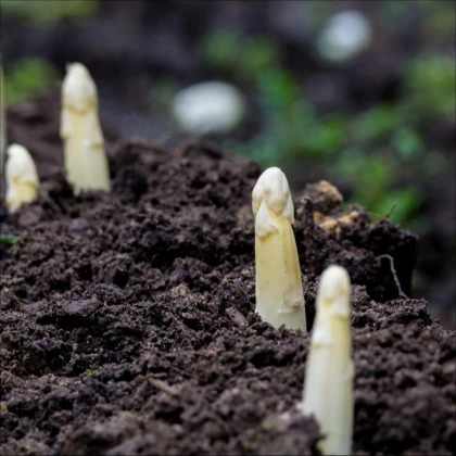 Chřest lékařský Argenteuil k bělení - Asparagus officinalis - semena chřestu - 30 ks