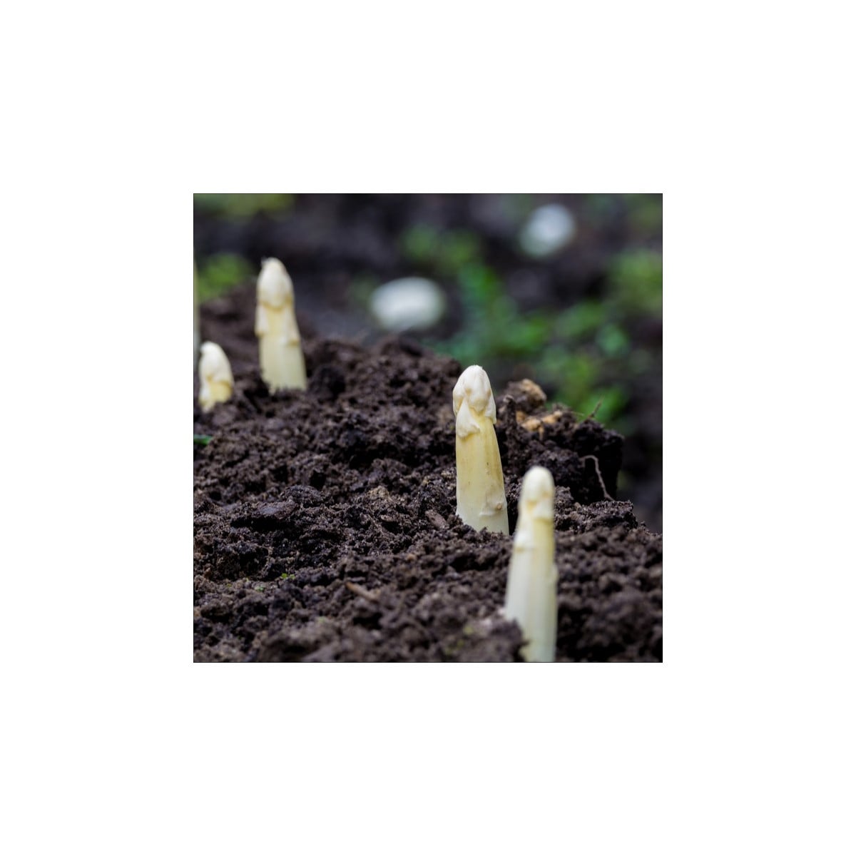 Chřest lékařský Argenteuil k bělení - Asparagus officinalis - semena chřestu - 30 ks