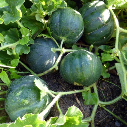 Meloun cukrový Petit Gris de Rennes - Cucumis melo - semena melounu - 10 ks