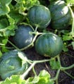 Meloun cukrový Petit Gris de Rennes - Cucumis melo - semena melounu - 10 ks