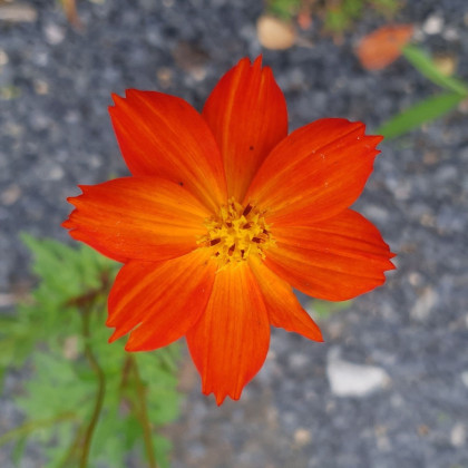 BIO Krásenka oranžová - Cosmos suplhureus - bio semena krásenky - 20 ks