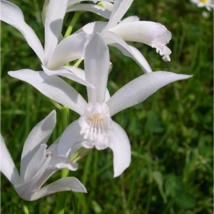 Orchidej vzpřímená bílá - Bletilla striata alba - hlízy orchideje - 1 ks