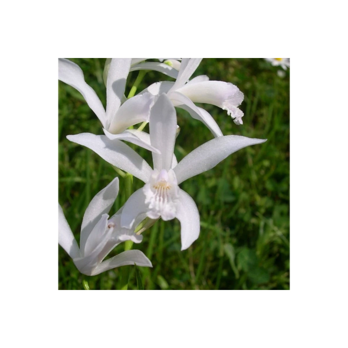 Orchidej vzpřímená bílá - Bletilla striata alba - hlízy orchideje - 1 ks