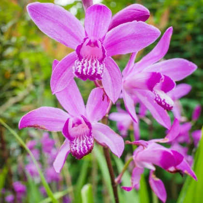 Orchidej vzpřímená růžová - Bletilla striata pink - hlízy orchideje - 1 ks