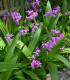 Orchidej vzpřímená růžová - Bletilla striata pink - hlízy orchideje - 1 ks
