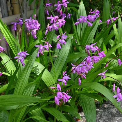 Orchidej vzpřímená růžová - Bletilla striata pink - hlízy orchideje - 1 ks