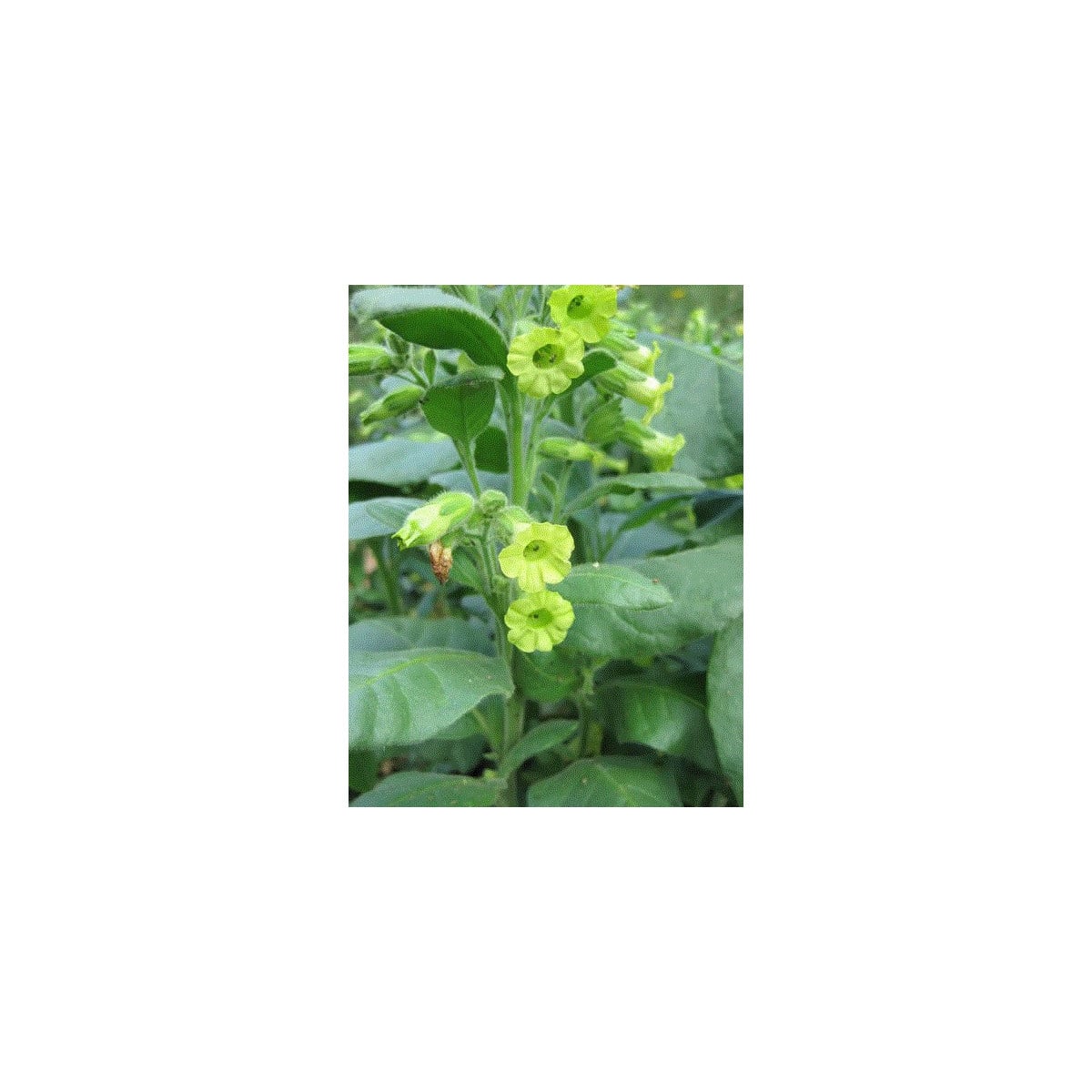 Tabák indiánský slavnostní - semena Nicotiana rustica sacred - 50 ks