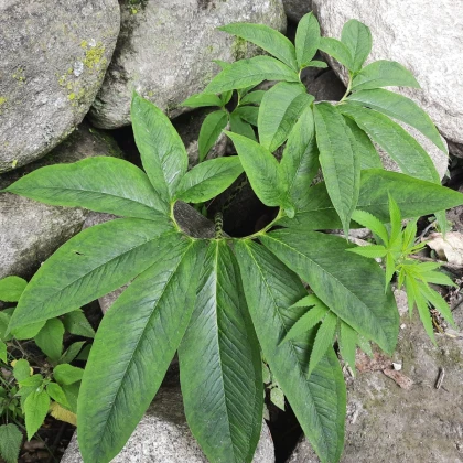 Úžovník nicí - Sauromatum venosum - cibule úžovníku - 1 ks