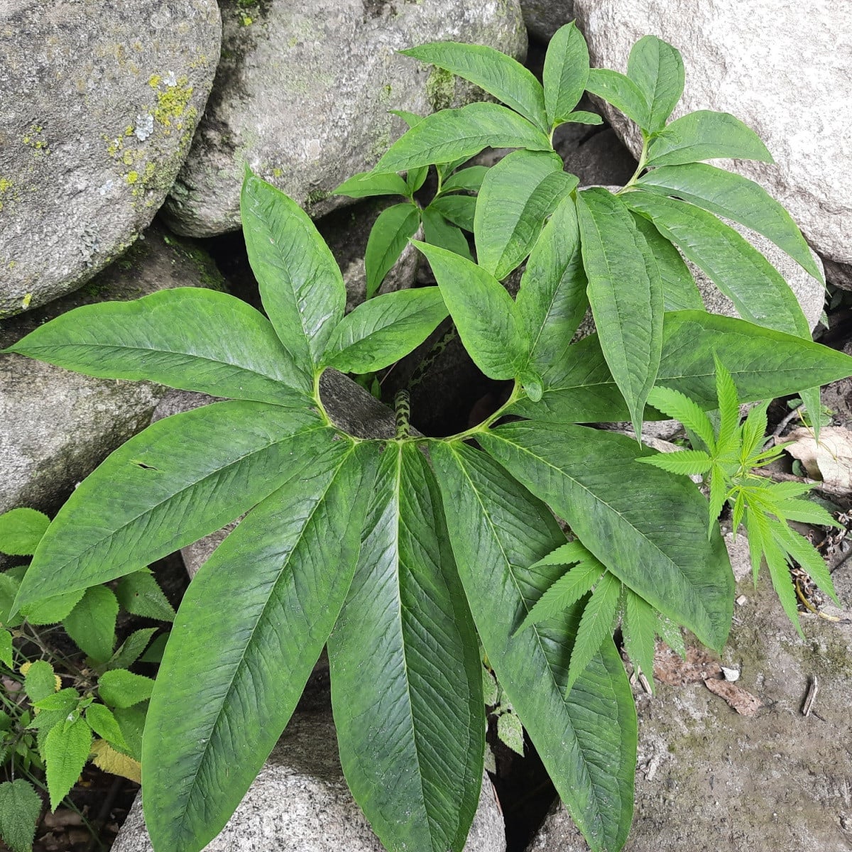 Úžovník nicí - Sauromatum venosum - cibule úžovníku - 1 ks