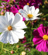 BIO Krásenka směs barev - Cosmos bipinnatus - bio semena krásenky - 20 ks