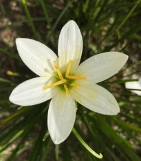 Dešťová lilie bílá - Zephyrantes candida - cibule lilie - 3 ks