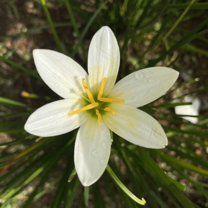 Dešťová lilie bílá - Zephyrantes candida - cibule lilie - 3 ks