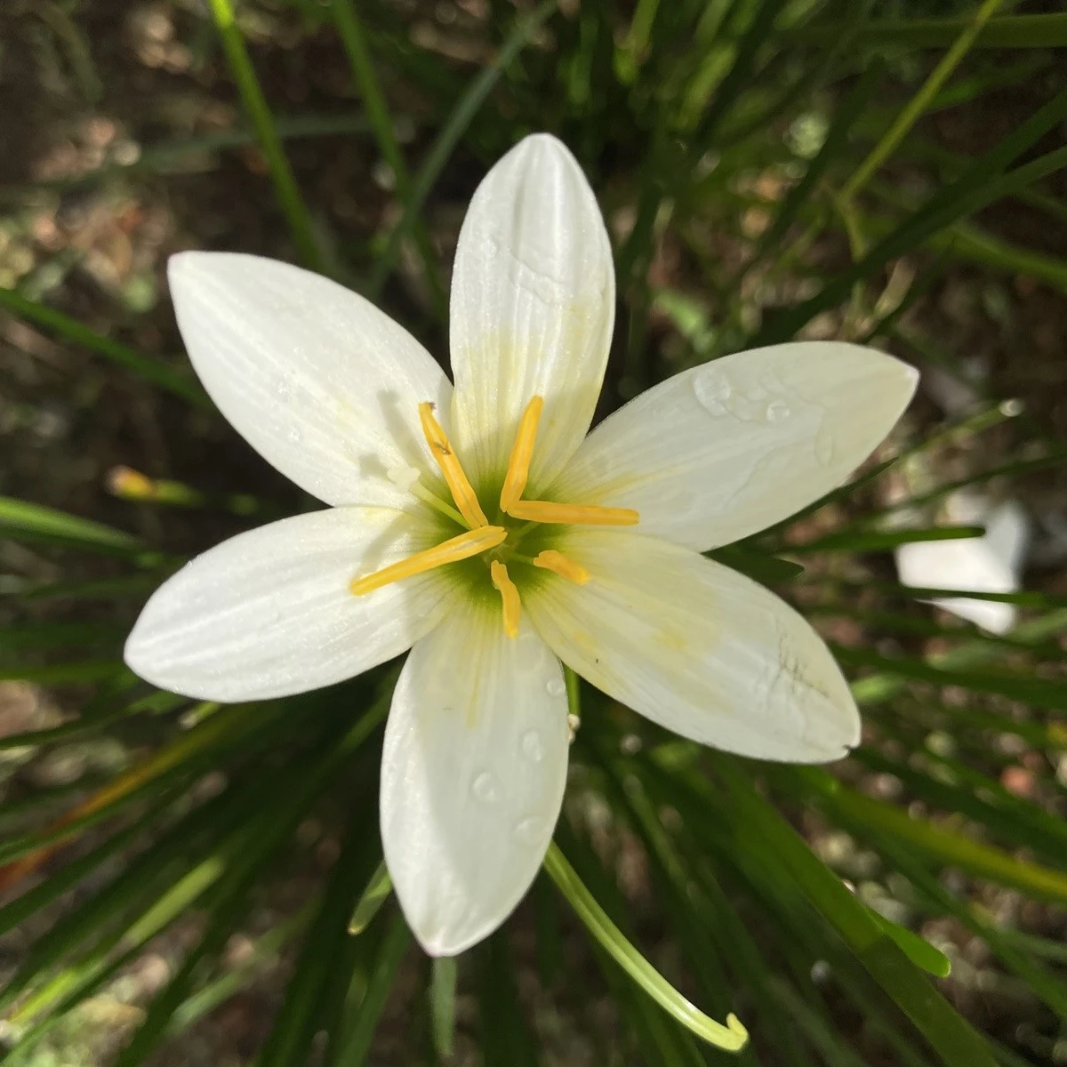 Dešťová lilie bílá - Zephyrantes candida - cibule lilie - 3 ks