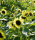 BIO Slunečnice Primrose - Helianthus annuus - bio semena slunečnice - 10 ks