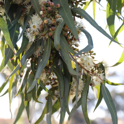 Eukalyptus Lemon Bush - Eucalyptus gunnii - semena eukalyptu - 10 ks