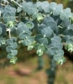 Eukalyptus Baby Blue - Blahovičník - Eukalyptus pulverulenta - semena eukalyptu - 8 ks