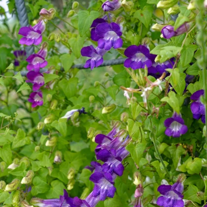 Asarina Horacio Mix - Asarina barclaiana - semena asariny - 20 ks