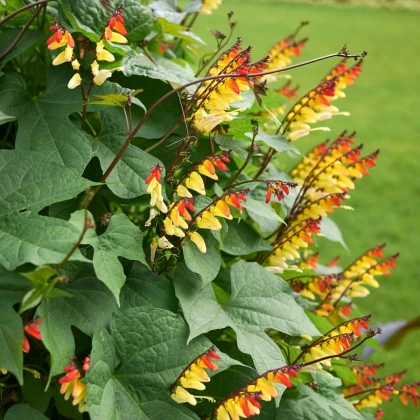 Povíjnice laločnatá Jungle Queen - Ipomoea lobata - semena povíjnice - 15 ks