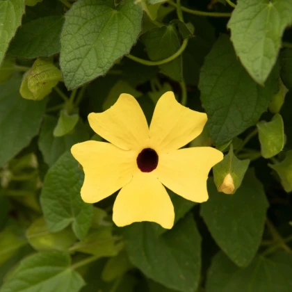 Smatovka křídlatá žlutá - Thunbergia alata - semena smatovky - 15 ks