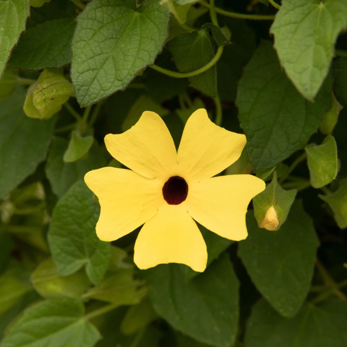 Smatovka křídlatá žlutá - Thunbergia alata - semena smatovky - 15 ks