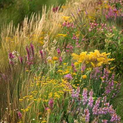 Žlutá louka - semena Planta Naturalis - směs - 40 g