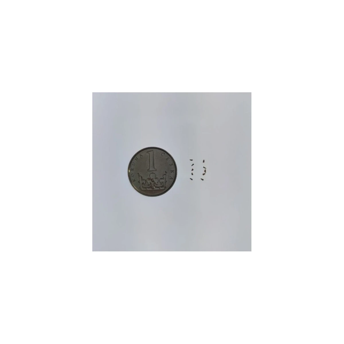 Semena jsou velice drobná