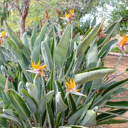 Strelície natalská - Strelitzia nicolai - semena strelície - 2 ks