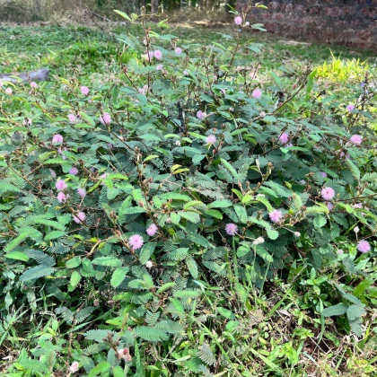 Citlivka stydlivá - Mimosa pudica - semena citlivky - 10 ks
