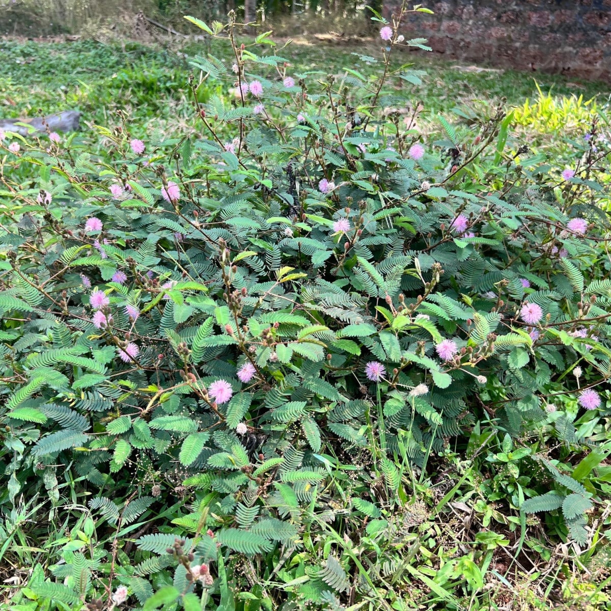 Citlivka stydlivá - Mimosa pudica - semena citlivky - 10 ks