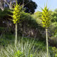 Puja - Puya chilensis - semena puyi - 20 ks
