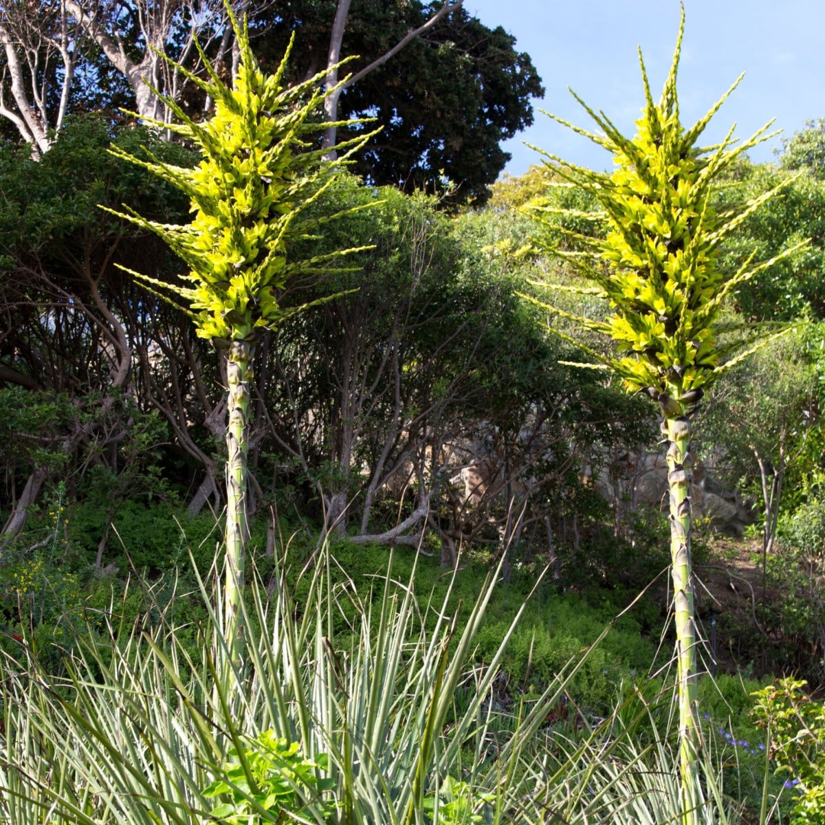 Puja - Puya chilensis - semena puyi - 20 ks