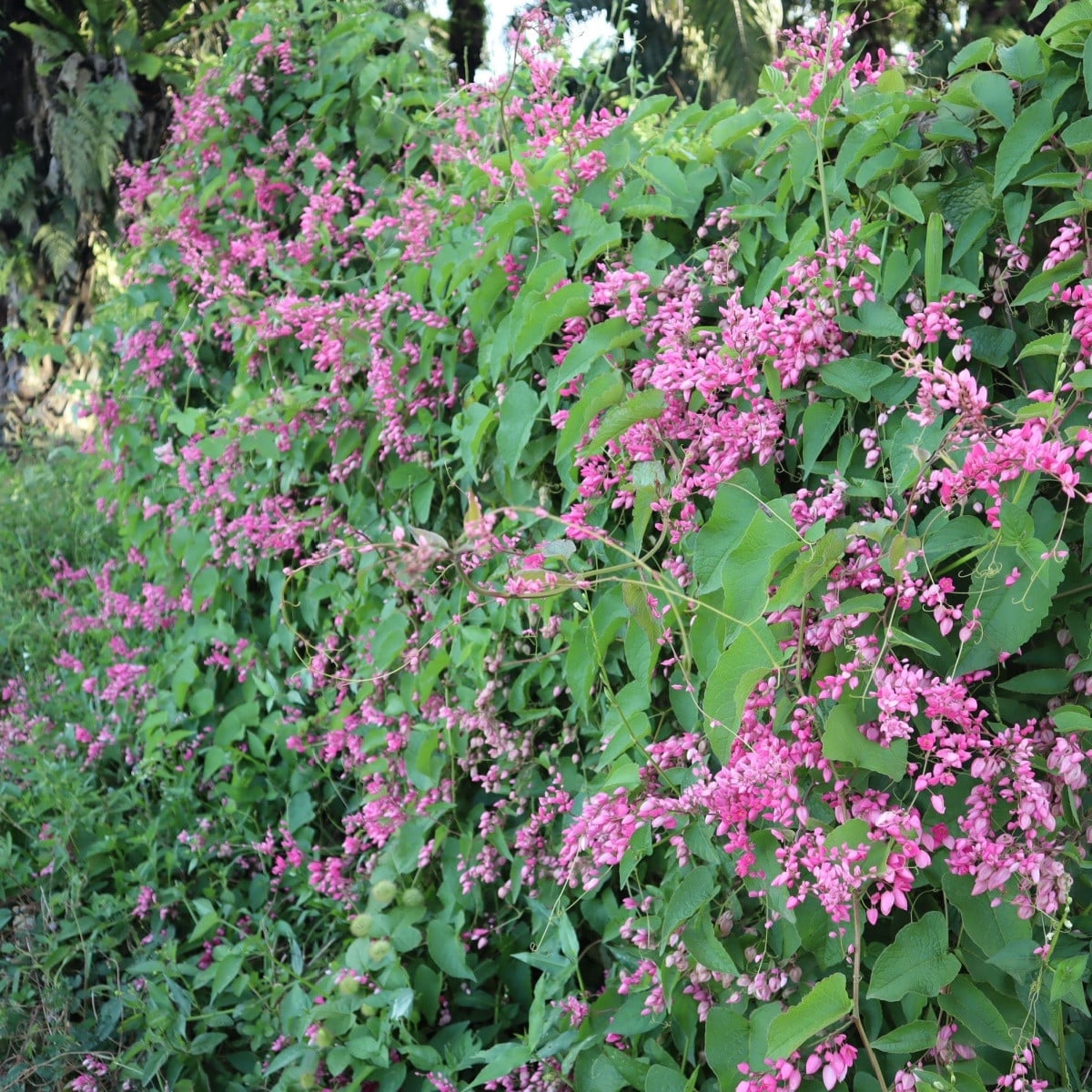Antigonon mexický - Antigonon leptopus - semena antigononu - 15 ks