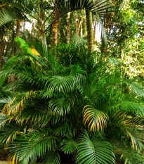 Palma Ptychosperma - Ptychosperma sp. Black fruit - semena palmy - 3 ks