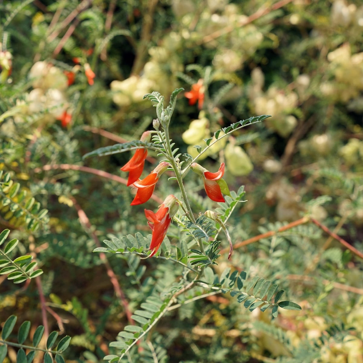 Africká bylina - Lessertia frutescens - semena africké byliny - 4 ks