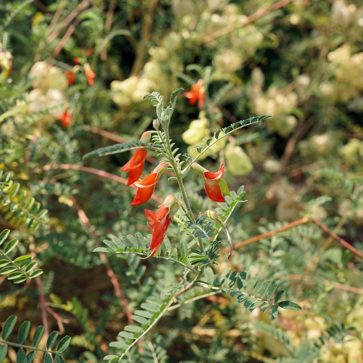 Africká bylina - Sutherlandia frutescens - semena africké byliny - 4 ks