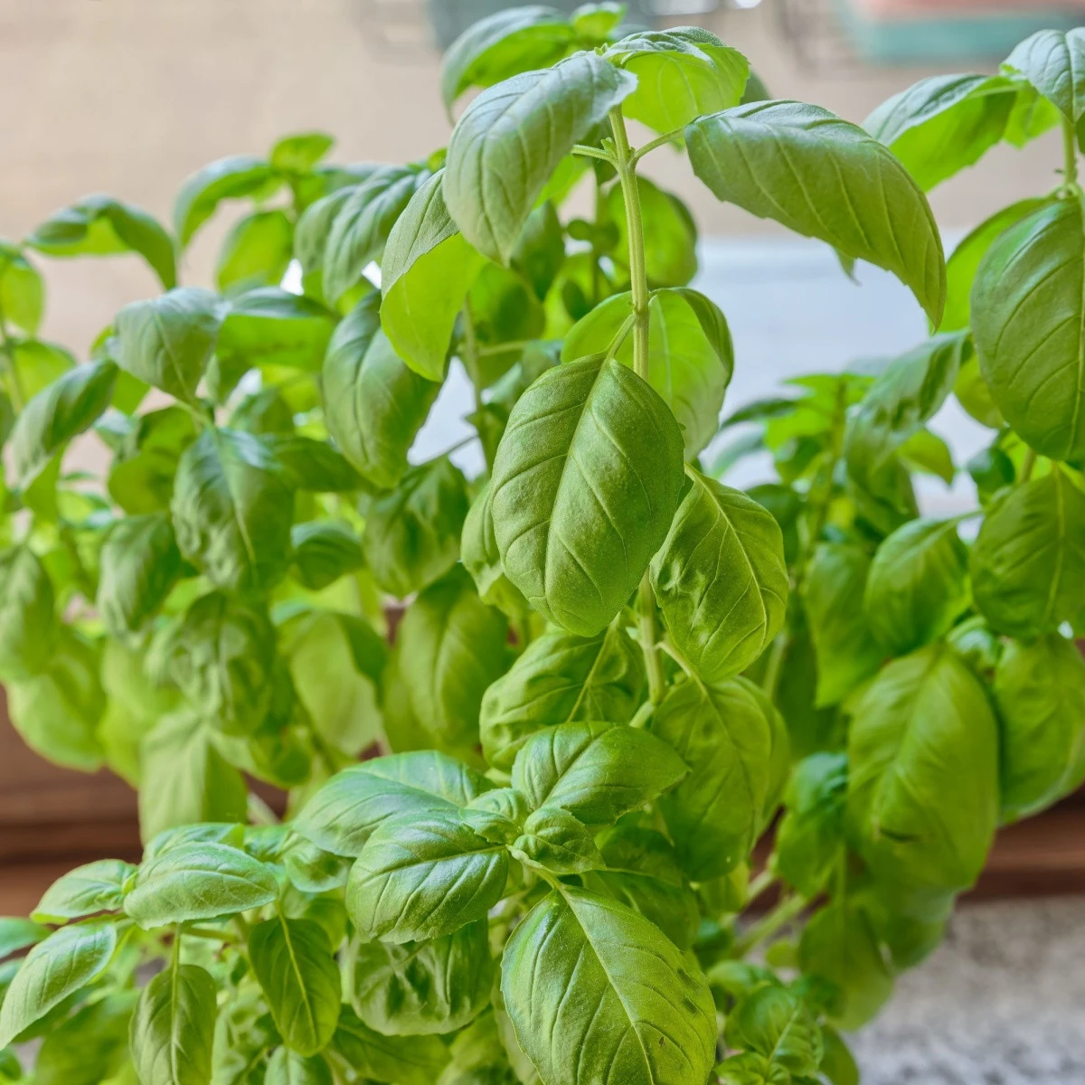 Bazalka pravá - Ocimum basilicum - semena bazalky - 200 ks