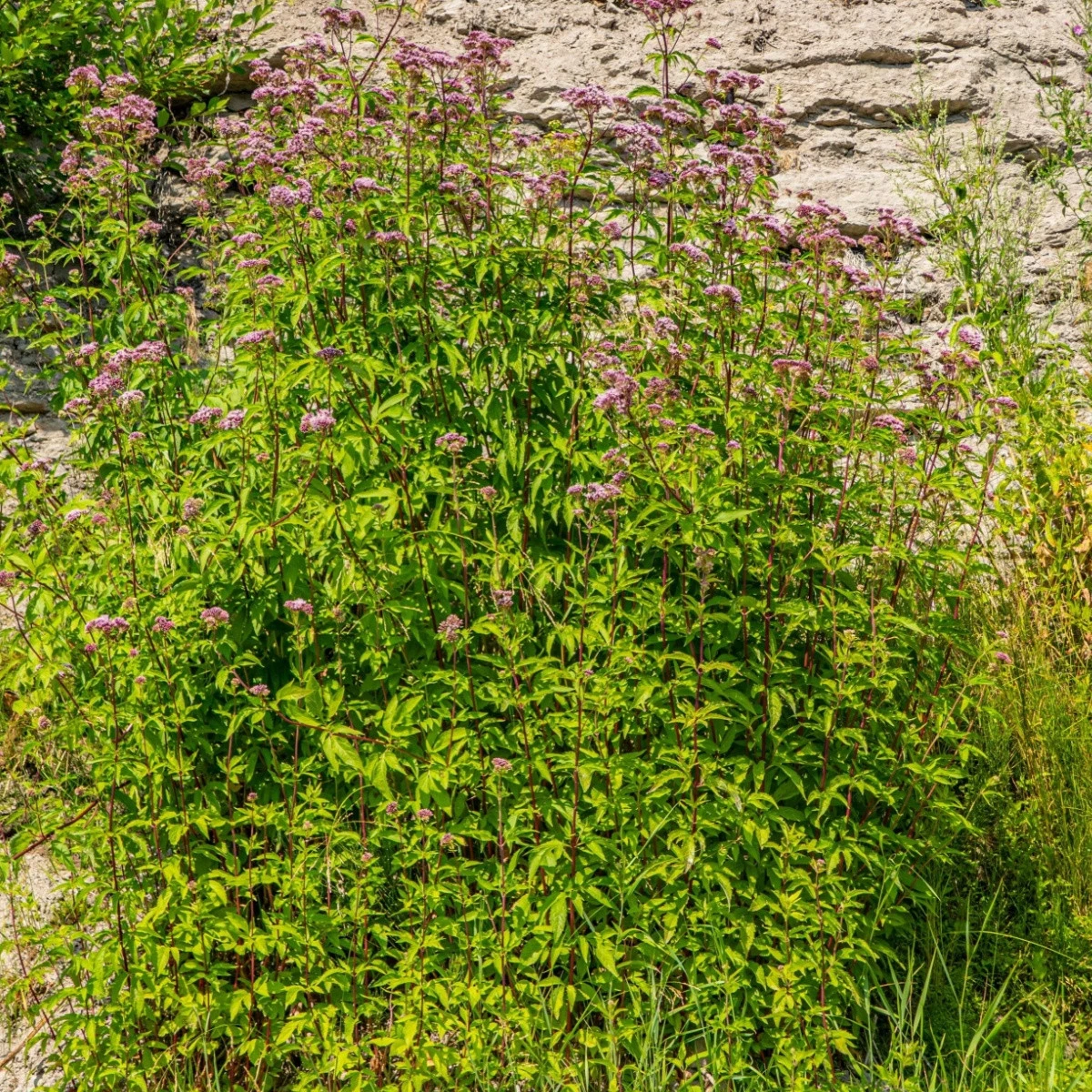 Dobromysl obecná - Origanum vulgare - semena dobromyslu - 1200 ks