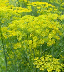 Fenykl kořeninový - Foeniculum vulgare - semena fenyklu - 100 ks