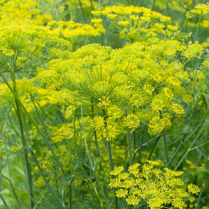 Fenykl kořeninový - Foeniculum vulgare - semena fenyklu - 100 ks