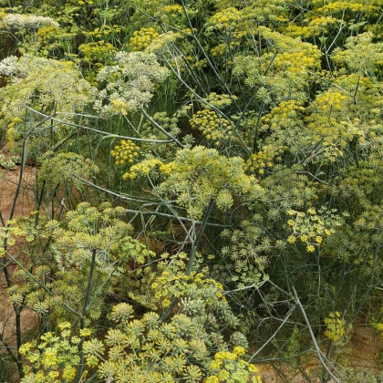 Fenykl kořeninový - Foeniculum vulgare - semena fenyklu - 100 ks