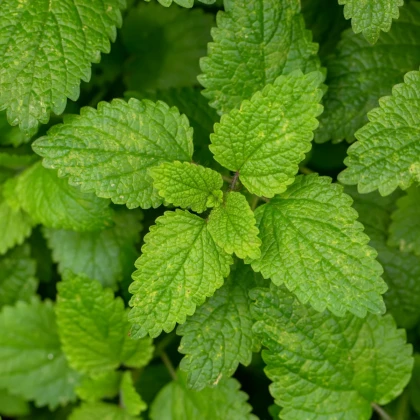 Meduňka - Melissa officinalis - semena meduňky - 300 ks