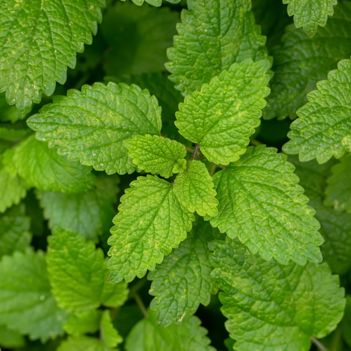 Meduňka - Melissa officinalis - semena meduňky - 300 ks