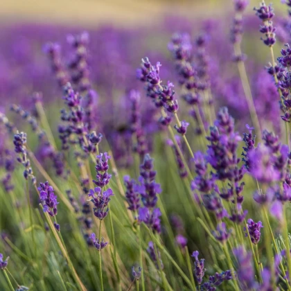 Levandule lékařská - Lavandula angustifolia - semena levandule - 130 ks