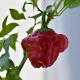 Chilli Jamaican Hot Red - Capsicum annuum - semena chilli - 6 ks