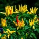 Chilli Tabasco - Capsicum frutescens - semena chilli - 7 ks