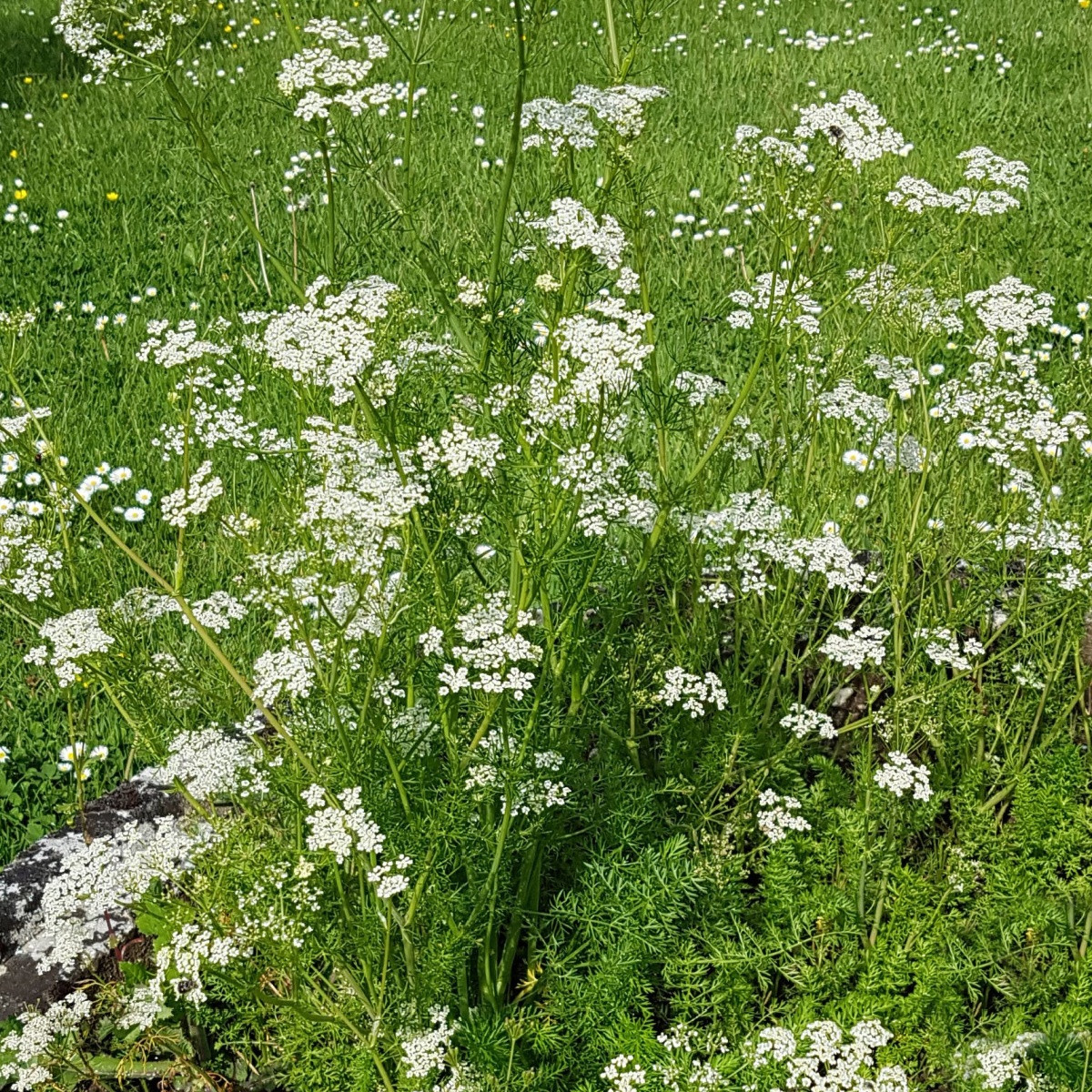 Kmín kořenný - Carum carvi - semena kmínu - 400 ks