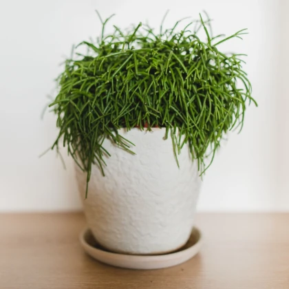 Velikonoční kaktus - Rhipsalis - semena kaktusu - 5 ks