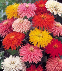 Ostálka Burpees - Zinnia elegans - semena Ostálky - 50 ks