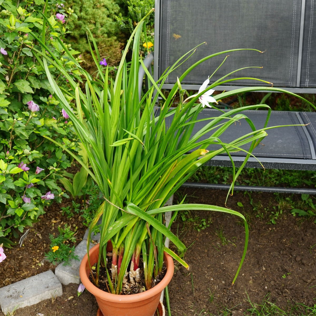 Acidanthera - Acidanthera - hlízy acidanthery - 4 ks