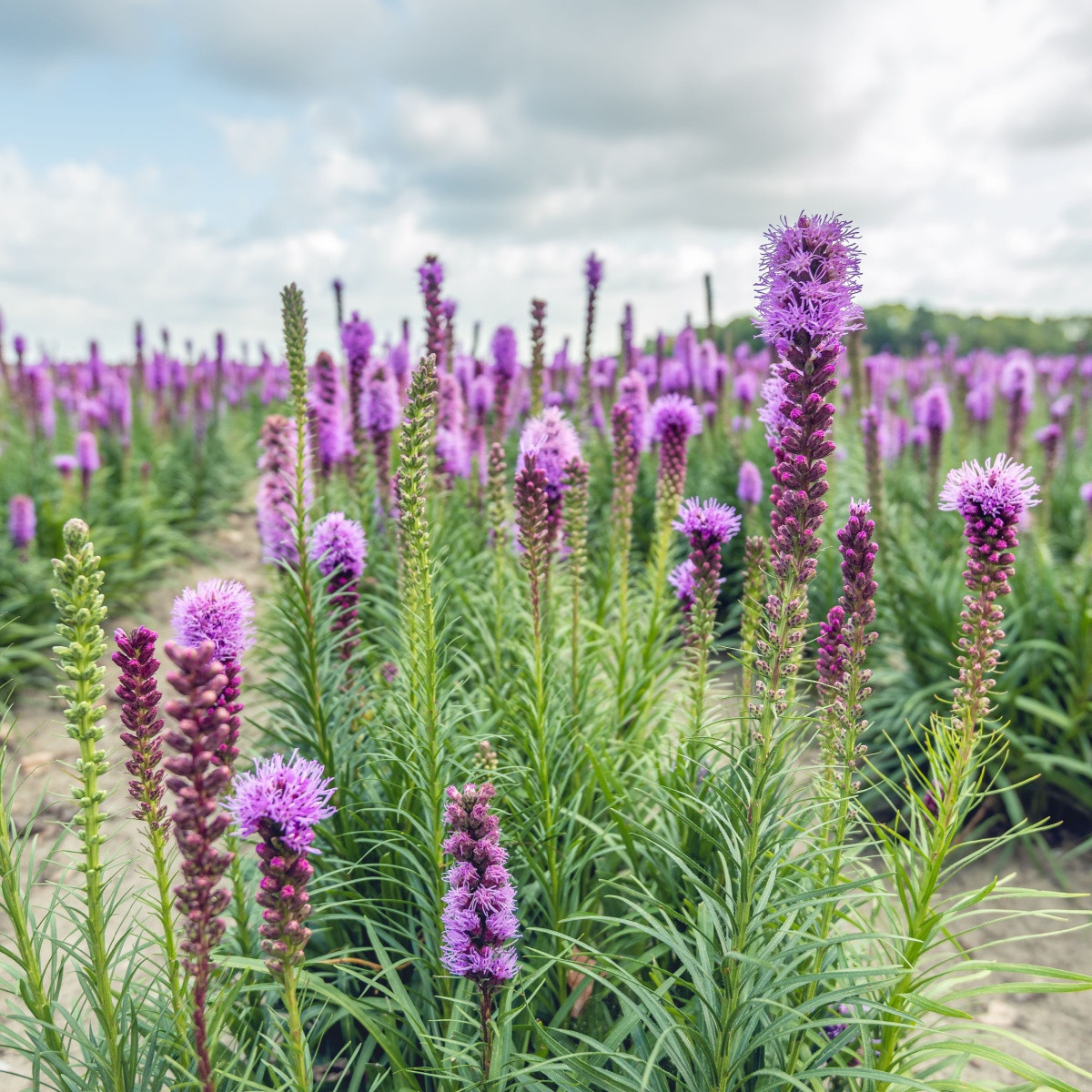 Šuškarda fialová - Liatris spicata - hlízy šuškardy  - 5 ks